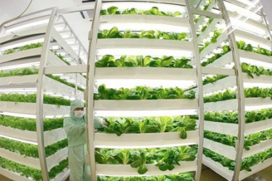 Phó Thủ tướng Vũ Đức Đam ký thành lập khu nông nghiệp công nghệ cao